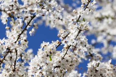 Sunlit blossom branches of fruit tree with small flowers and leaves and blue sky at background on sun day. Flowering plant in the rose family Rosaceae, genus Prunus. Wild cherry.