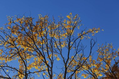 Silhouette of aspen (populus tremula) branches with yellow sunlit leaves and blue clear sky at autumn Indian summer evening. Bottom view.