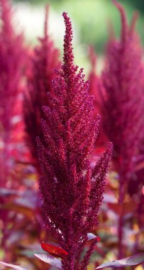 Meadow with blooming amaranths at sunny summer day. Close-up view.