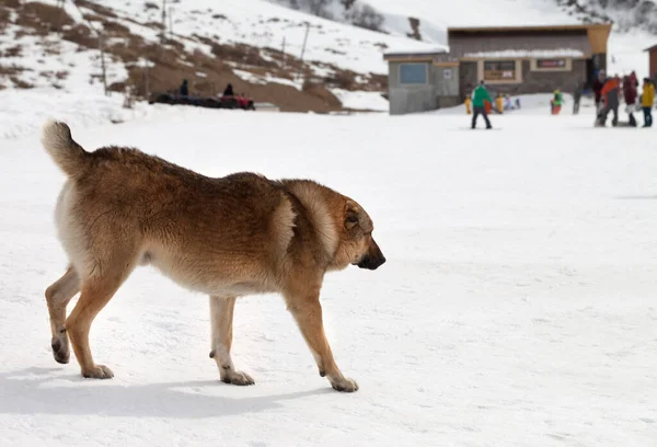 Собака Снежном Склоне Солнечный Зимний День Лыжники Сноубордисты Заднем Плане — стоковое фото