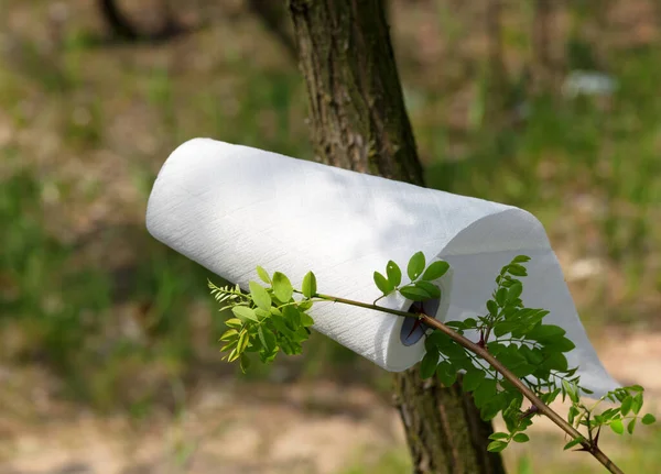 Paper Towel Roll Tree Branch Forest Sunny Day — Stock Photo, Image