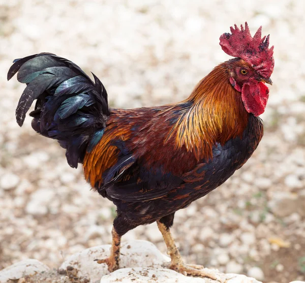 五彩斑斓的公鸡正在农场院子里寻找食物 特写镜头 免版税图库图片