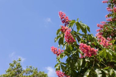 Kırmızı çiçekli at kestanesi ağacı Aesculus carnea güneşli bahar gününde mavi gökyüzü arka planında. 