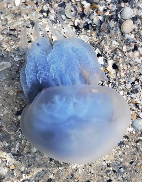 Jellyfish Rhizostomae Sea Sun Summer Day Close View — Stock Photo, Image