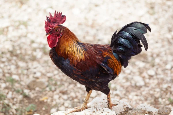 多色の鶏は 農家の庭で食べ物を探しています ストック画像