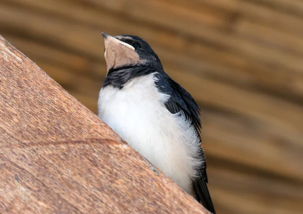 Pássaro Jovem Andorinha Senta Feixe Madeira Abaixo Telhado Vista Perto — Fotografia de Stock