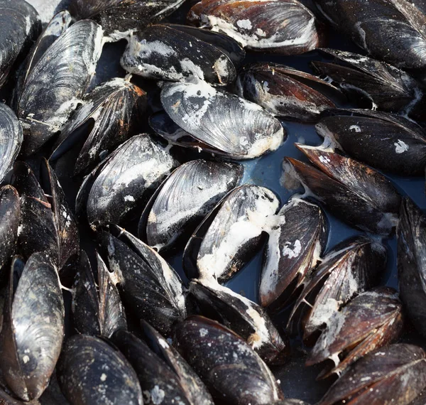 Freshly Cooked Wet Mussels Sea Coast Sunny Summer Day Outdoor — Stock Photo, Image