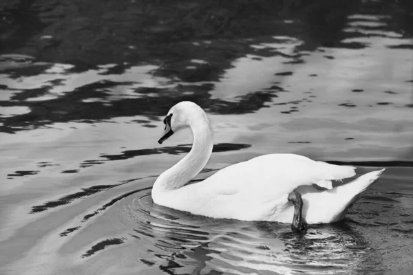 Black White Mute Swan Water Surface Sun Summer Day — Stock Photo, Image