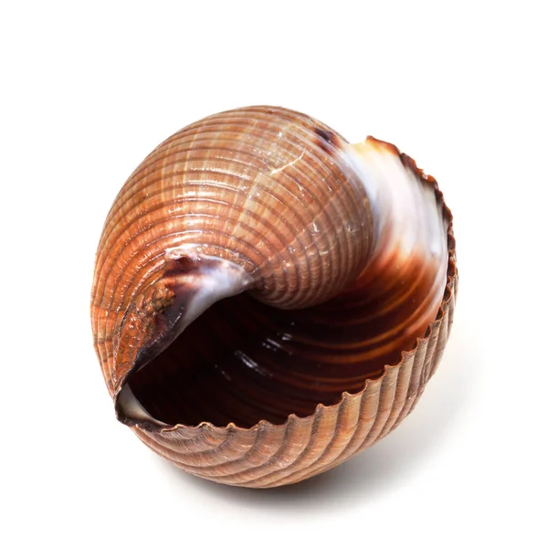 Wet Seashell Very Large Sea Snail Tonna Galea Giant Tun — Stock Photo, Image