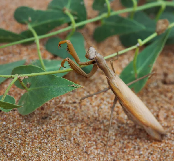 Brown European Mantis Mantis Religiosa Green Plant Sand Selective Focus — Stock Photo, Image
