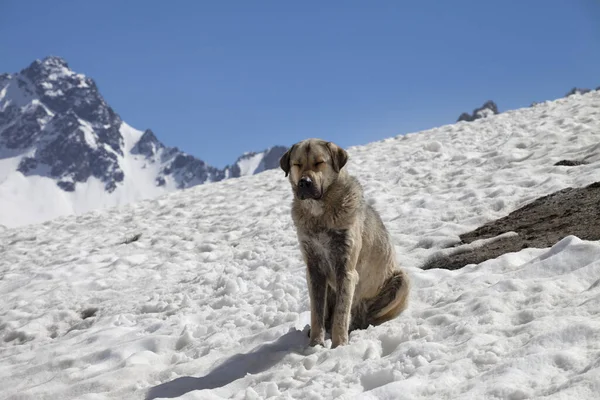 Hond Koesteren Zon Zonnige Dag Hoge Besneeuwde Bergen Blauwe Heldere — Stockfoto