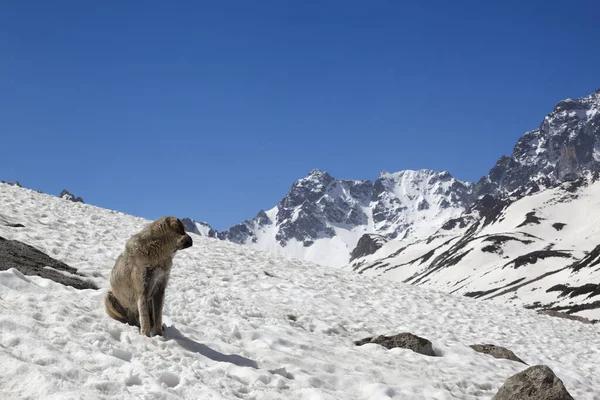 Pies Siedzi Śniegu Słoneczny Dzień Patrzeć Wysokie Zaśnieżone Góry Błękitne — Zdjęcie stockowe