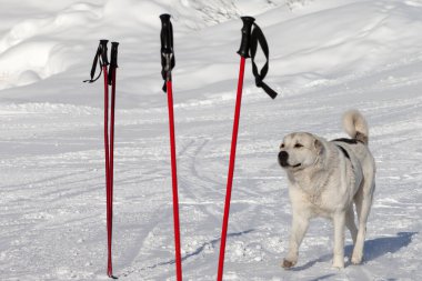 Köpek ve iki çift kayak sopası güzel bir kış gününde kar yamacında.