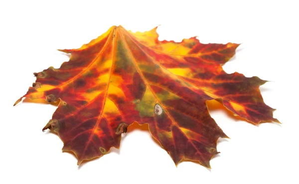 Autumn Yellowed Maple Leaf Isolated White Background Selective Focus Close — Stock Photo, Image