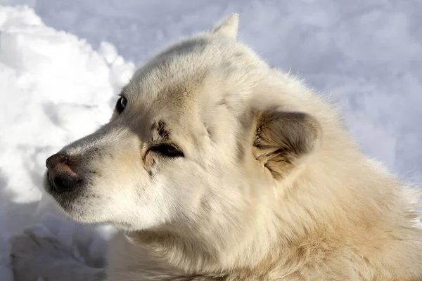 Portret Psa Spoczywającego Śniegu Słoneczny Zimowy Dzień — Zdjęcie stockowe