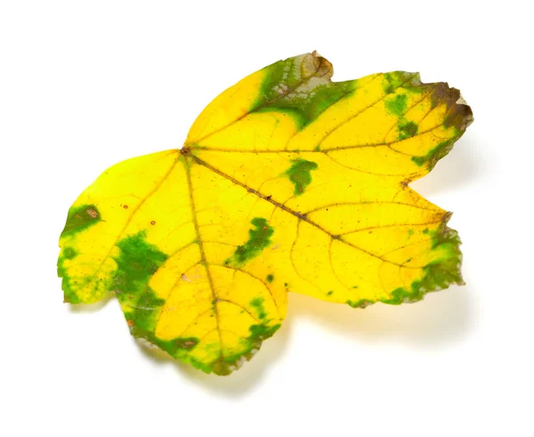 Yellowed Dry Leaf Isolated White Background Selective Focus — Stock Photo, Image