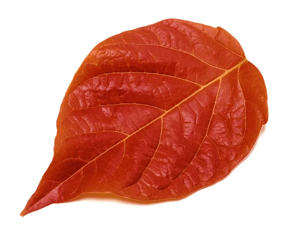 Podzimní Červené Listy Izolované Bílém Pozadí Pohled Zblízka — Stock fotografie