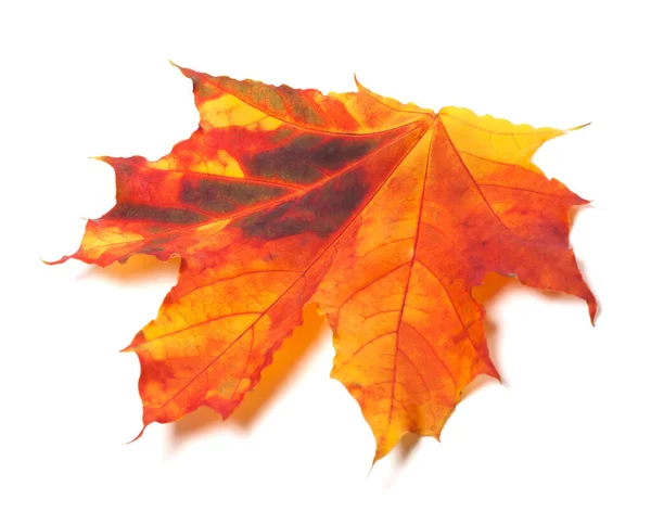 Осенний Пожелтевший Кленовый Лист Изолированный Белом Фоне Крупный План — стоковое фото