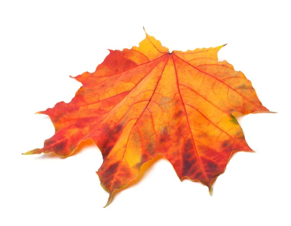 Červený Podzimní Javorový List Izolovaný Bílém Pozadí Pohled Zblízka — Stock fotografie