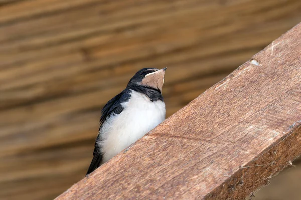Jungvogel Der Schwalbe Sitzt Auf Holzbalken Unter Dach — Stockfoto
