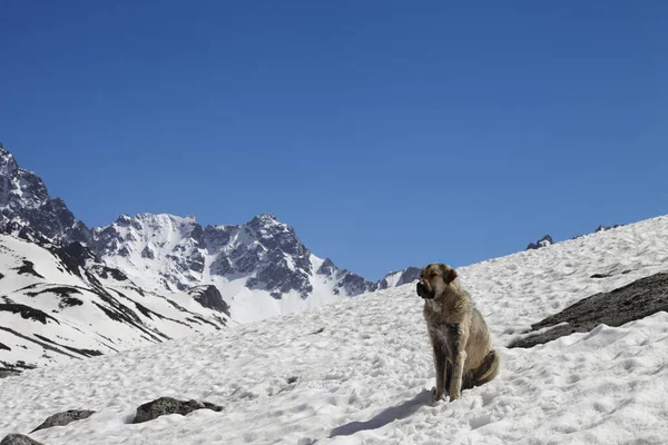 Hond Zittend Sneeuw Zonnige Dag Hoge Besneeuwde Bergen Blauwe Heldere — Stockfoto