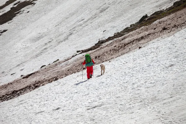 Wędrowiec Czerwieni Psem Śnieżnym Lodowcu Brudnym Lawinowym Szlaku Wysokich Górach — Zdjęcie stockowe