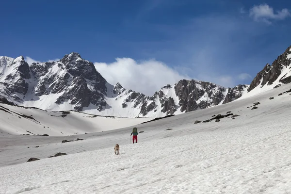 Pies Trekker Śnieżnym Płaskowyżu Wysokich Górach Błękitne Niebo Chmurami Słoneczny — Zdjęcie stockowe