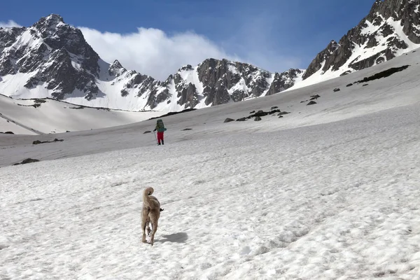 晴れた日には高い山の中で雪の高原の犬とトレッカー トルコ カフカル山脈 ポントス山脈の最も高い部分 — ストック写真