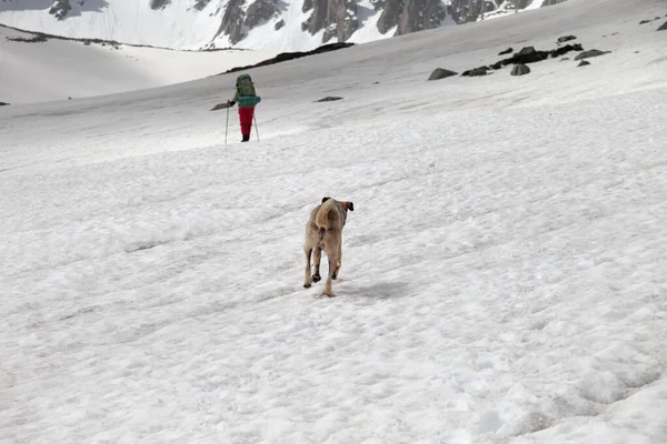 Yüksek Dağlardaki Karlı Yaylada Köpek Trekker Arkadan Bak Türkiye Kachkar — Stok fotoğraf