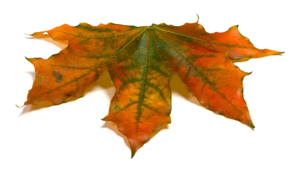 Podzimní Pestrobarevný Javorový List Izolované Bílém Pozadí Pohled Zblízka — Stock fotografie