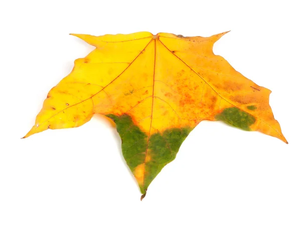 秋多色のカエデの葉 白い背景に隔離されている クローズアップビュー — ストック写真