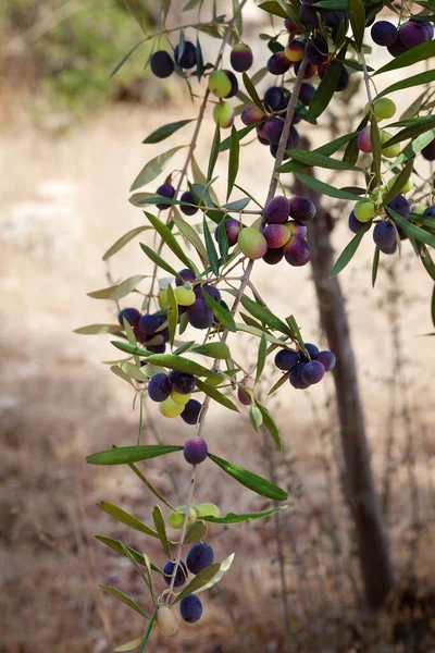 Purple and green olive (Olea europaea) ripen on wild olive tree