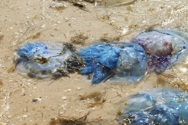 Medusas Muertas Rhizostoma Orilla Del Mar Arena Después Tormenta Sol —  Fotos de Stock