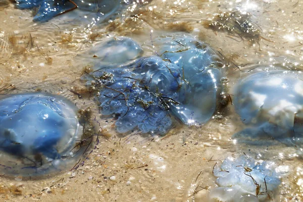 Medusa Morta Iluminada Pelo Sol Rhizostoma Costa Mar Areia Após — Fotografia de Stock