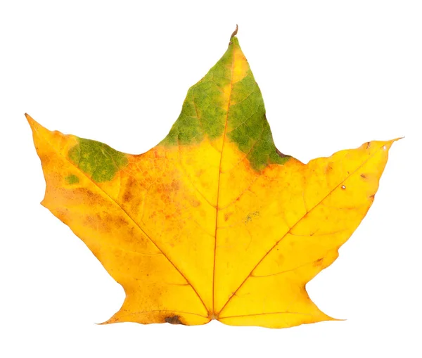 Herfst Vergeelde Esdoorn Blad Geïsoleerd Witte Achtergrond — Stockfoto