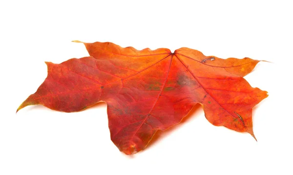 红色的秋天枫叶在白色的背景上被隔离 特写镜头 — 图库照片