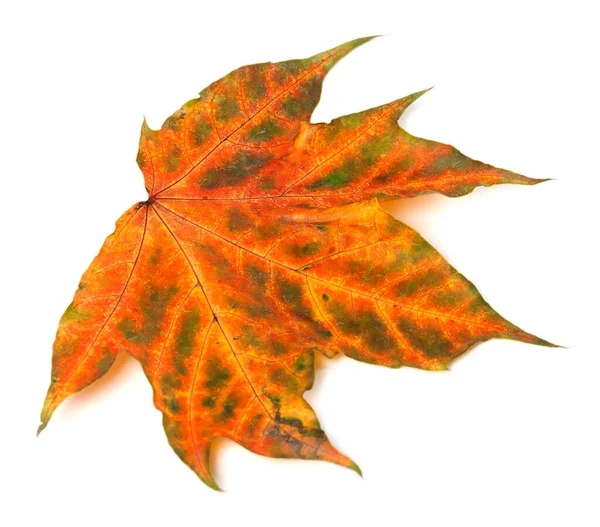 Vícebarevný Podzimní Javorový List Izolovaný Bílém Pozadí Pohled Zblízka — Stock fotografie