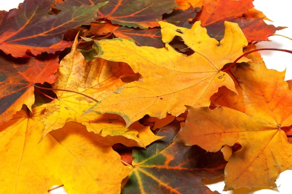 Pilha Outono Multi Colorido Folhas Bordo — Fotografia de Stock