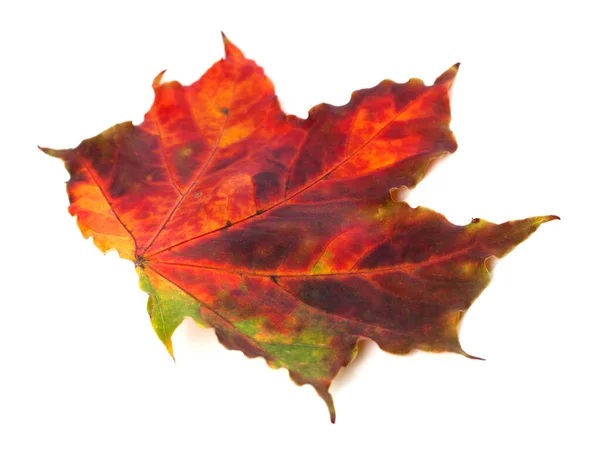五彩缤纷的秋天枫叶在白色的背景上被隔离 特写镜头 — 图库照片
