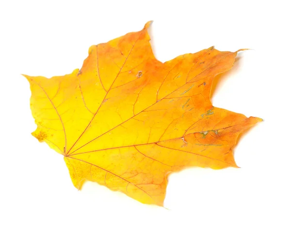 Oranžový Podzimní Javorový List Izolovaný Bílém Pozadí Pohled Zblízka — Stock fotografie
