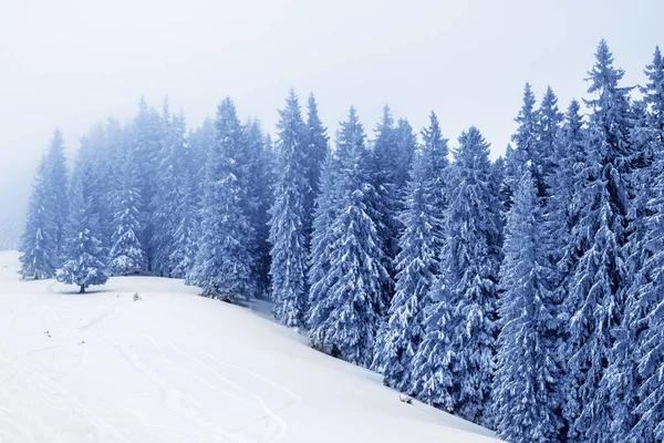 降雪後の灰色の冬の日にはガスと雪の斜面で凍結雪に覆われたトウヒの森 クリスマス休暇でカルパティア山脈 ウクライナ 調色風景 — ストック写真