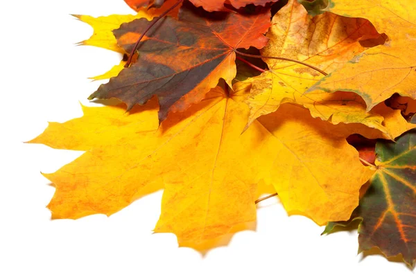 Haufen Von Herbst Mehrfarbigen Ahornblättern Isoliert Auf Weißem Hintergrund — Stockfoto