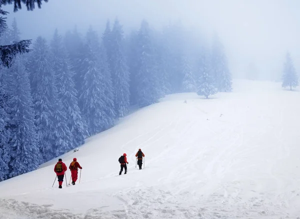 Túrázók Mennek Fel Havas Lejtőn Hófödte Lucfenyő Erdőben Köd Téli — Stock Fotó