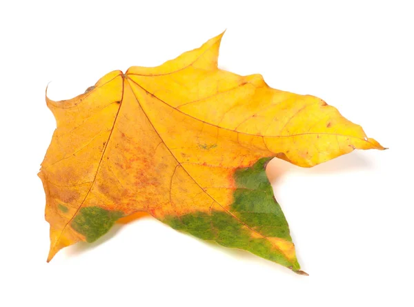 秋の多色カエデの葉 白い背景に隔離されている クローズアップビュー — ストック写真
