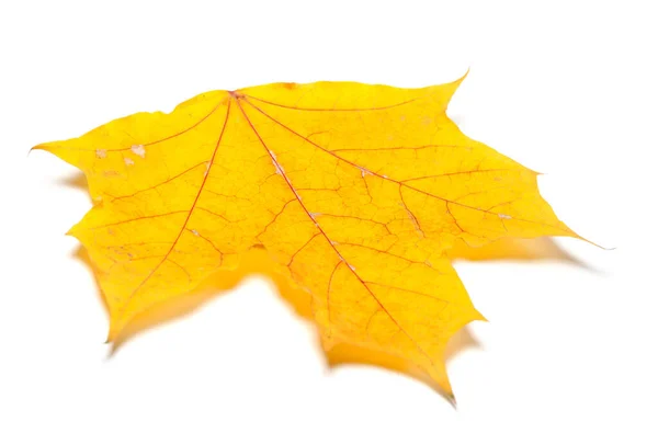 Žlutý Podzimní Javorový List Izolované Bílém Pozadí Pohled Zblízka — Stock fotografie