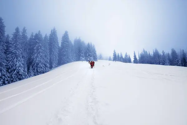 Séta Hóban Túrázók Megy Fel Havas Lejtőn Havas Lucfenyő Erdő — Stock Fotó