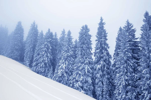 降雪後の灰色の冬の日には霧と雪の斜面で凍結雪に覆われたモミの森 クリスマス休暇でカルパティア山脈 ウクライナ 調色風景 — ストック写真