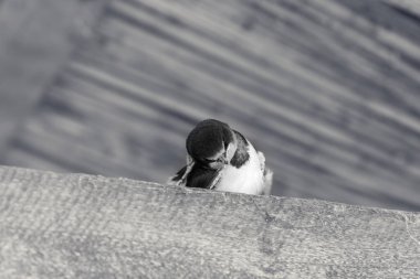 Yavru kırlangıç kuşu çatıdaki güneş ışığıyla aydınlatılmış ahşap kirişin üzerinde oturur ve kafasını kaşır. Siyah ve beyaz tonlu görüntü.