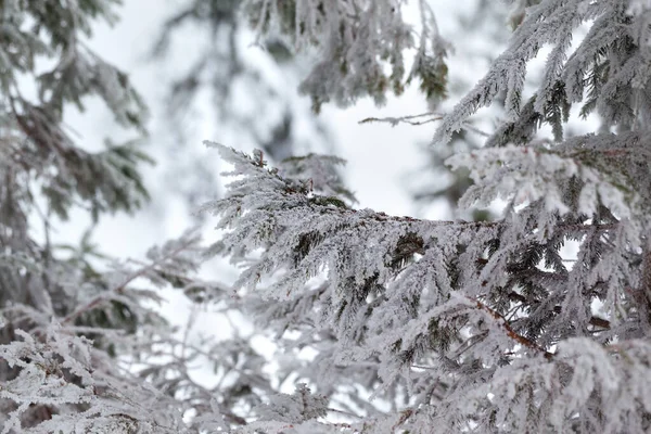 降雪后的寒冷黄昏 云杉在冬季森林里结霜的枝条 — 图库照片