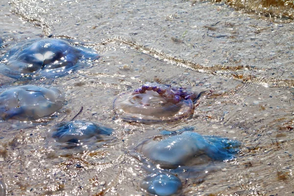 夏日里 死了的水母根佐斯托玛被冲到了海岸上 — 图库照片